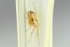 Zygiella sp.